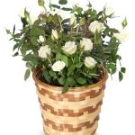 White Rose Plant