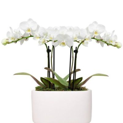 White Sands Mini Orchid