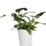 White Wizard Potted Philodendron Plant