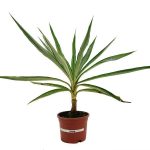 Yucca Silver Star