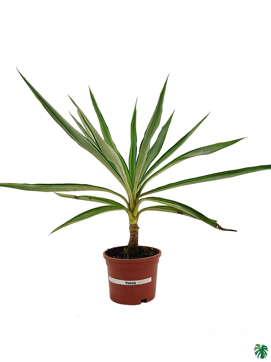 Yucca Silver Star