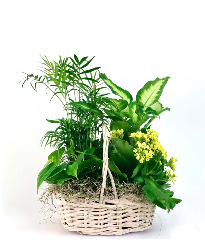 گل خانگی کاج مطبق