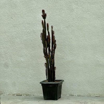 افوربیا تریگونا قرمز سطل 10 Euphorbia trigona red - فروش گل و گیاه