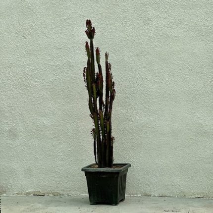 افوربیا تریگونا قرمز سطل 10 Euphorbia trigona red - فروش گل و گیاه