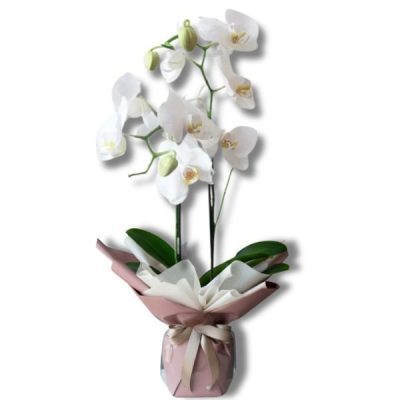 ارکیده سفید