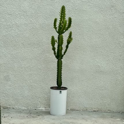 افوربیا اره ای - فروش گل و گیاه
