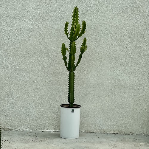 افوربیا اره ای - فروش گل و گیاه