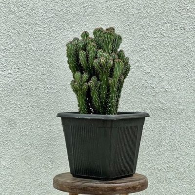 کاکتوس صخره ای - فروش گل و گیاه