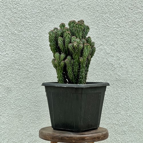 کاکتوس صخره ای - فروش گل و گیاه