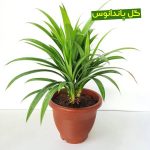 سفارش انواع گل و گلدان طبیعی آپارتمانی در محله اتوبان یادگار امام