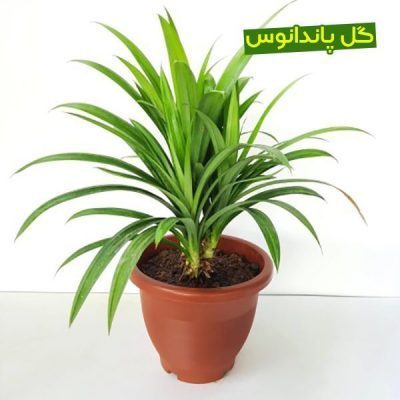 سفارش انواع گل و گلدان طبیعی آپارتمانی در محله اتوبان یادگار امام