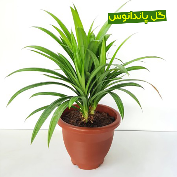 سفارش انواع گل و گلدان طبیعی آپارتمانی در محله اتوبان یادگار امام