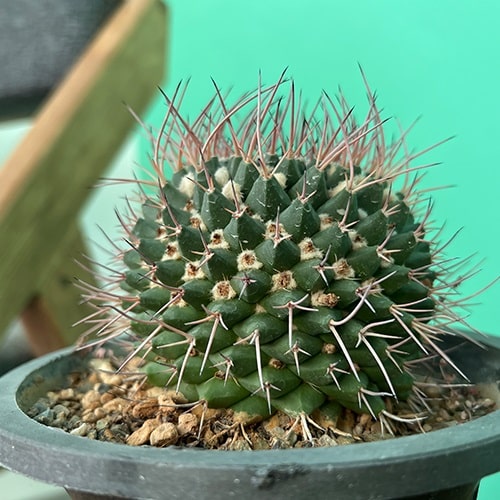 خرید گلدان و گیاه زرافشان 🌱