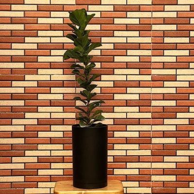 فیکوس لیراتا مینیاتور Ficus Lyrata - فروش گل و گیاه