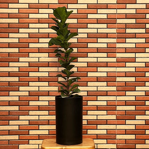 فیکوس لیراتا مینیاتور Ficus Lyrata - فروش گل و گیاه