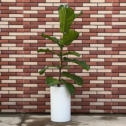 فیکوس لیراتا Ficus Lyrata - فروش گل و گیاه