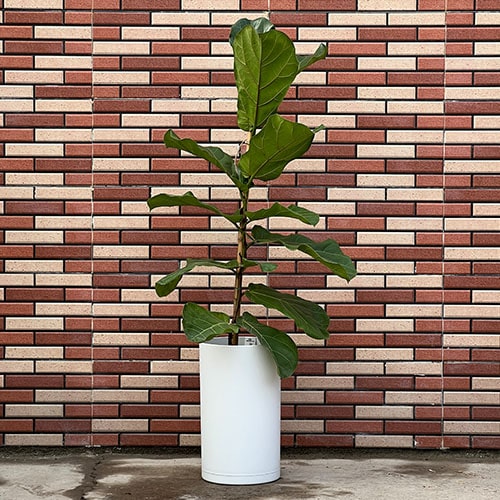 فیکوس لیراتا Ficus Lyrata - فروش گل و گیاه