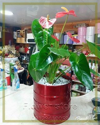 گلفروشی نزدیک زعفرانیه پنت هاوس