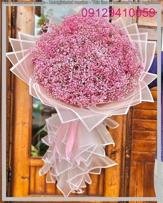 قیمت گل ژیپسوفیلا