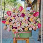 ژیپسوفیلا عمده