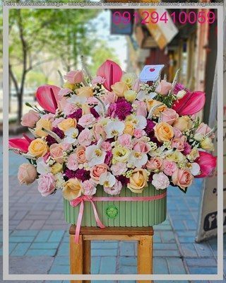 ژیپسوفیلا عمده