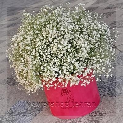 گلفروشی نزدیک کوچه پروانه
