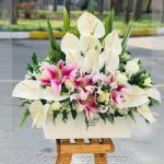 خرید گیاهان آپارتمانی با نور کم برای خوشحال کردن عزیزانت در هر مناسبتی