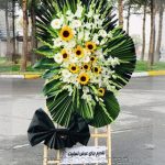 گل سانسوریا کوچک با ترکیب رنگ جذاب و ماندگار