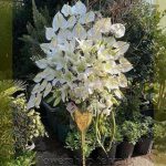عکس دسته گل خواستگاری فیک با ترکیب رنگ جذاب و ماندگار